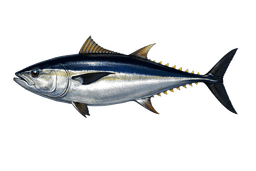 Bluefin Tuna