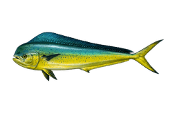 Dorado