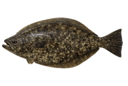 Halibut