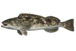 Lingcod