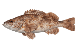 Rockfish