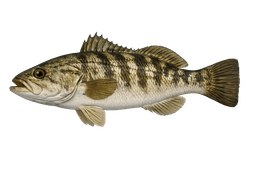 Sand Bass (Barred Sand Bass)