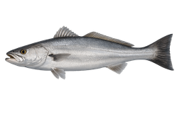 White Seabass