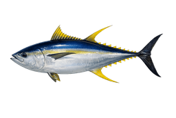 Yellowfin Tuna