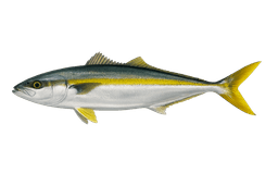 Yellowtail